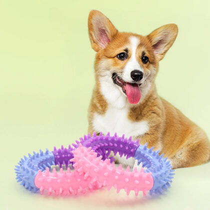 Del Tuo Cane Con Il Giocattolo Toothbrush Riempi Di Gioia La Vita